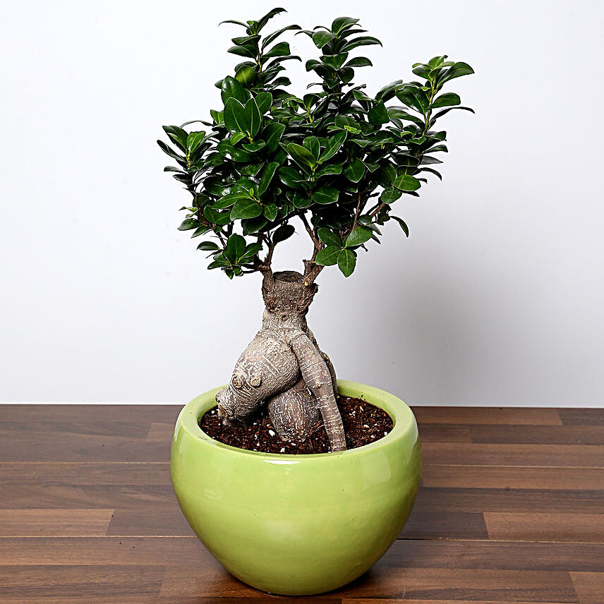 Bonsai Plant In Green Pot:Teachers Day Gifts In Singapore