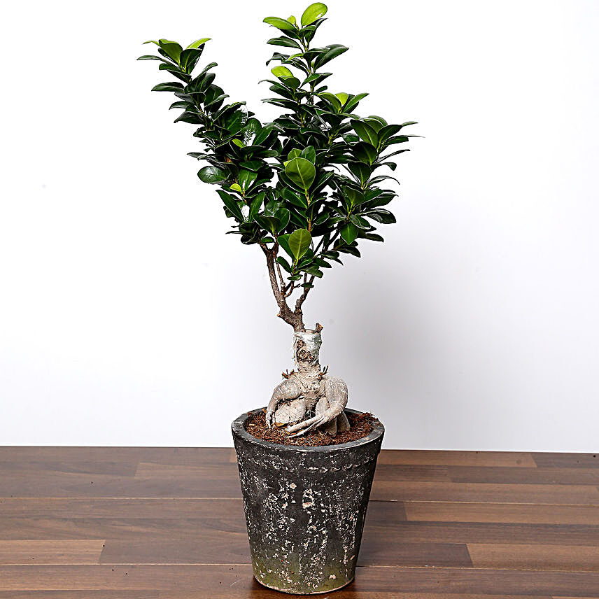 Ficus Bonsai Plant In Ceramic Pot:Plants  in Singapore