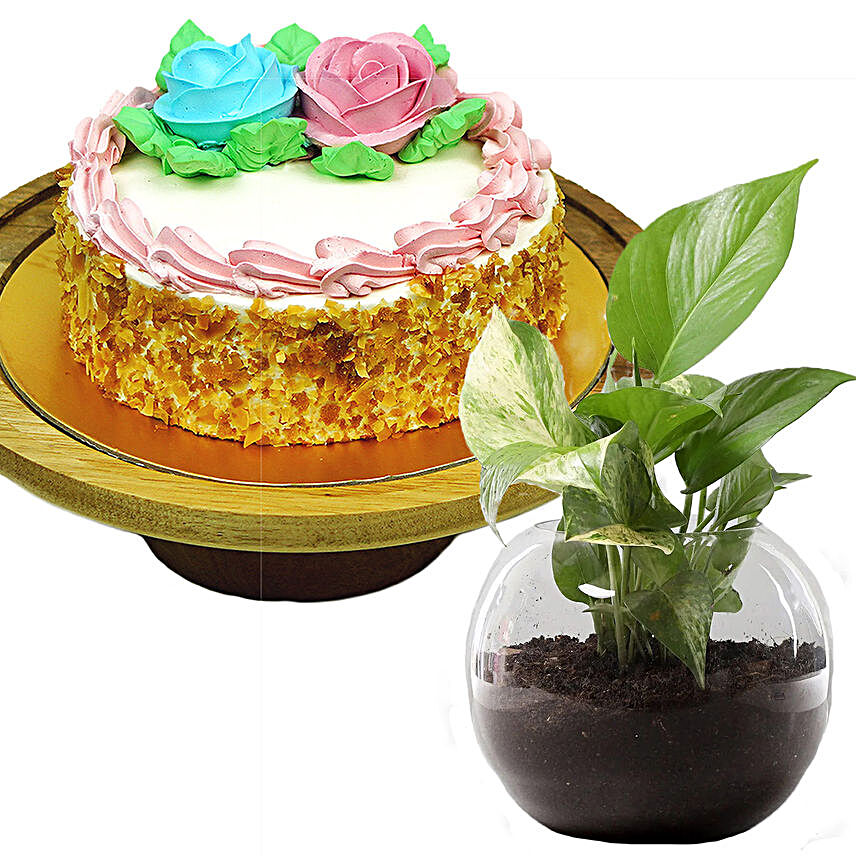 Cheese Minicake With Money Plant