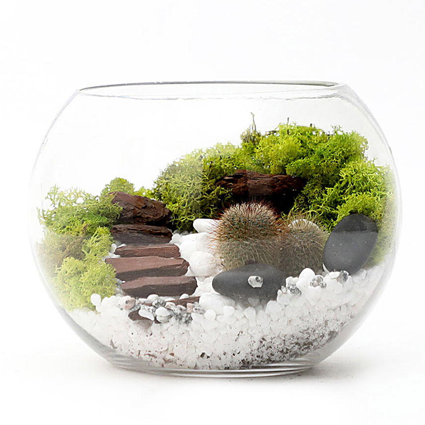 Cactus Amidst Moss Mulch In A Fishbowl:Plant Delivery in Singapore