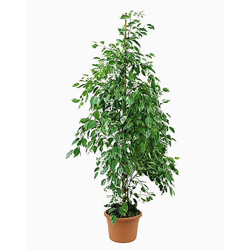 Ficus Benjamina Starlight Plant Pot