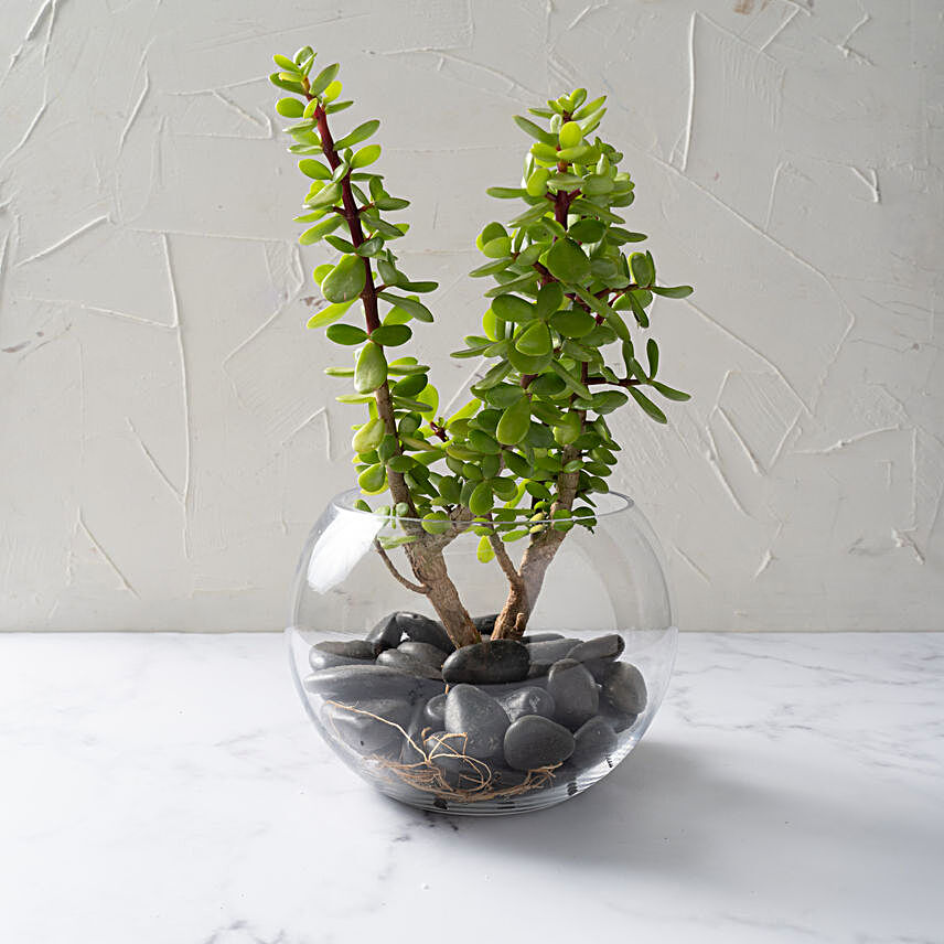 Jade Plant In Glass Bowl:Plants  in Singapore