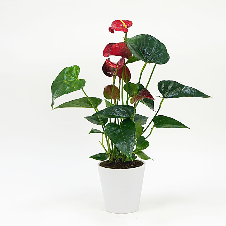 Red Anthurium In Ceramic Pot:Plants in Singapore