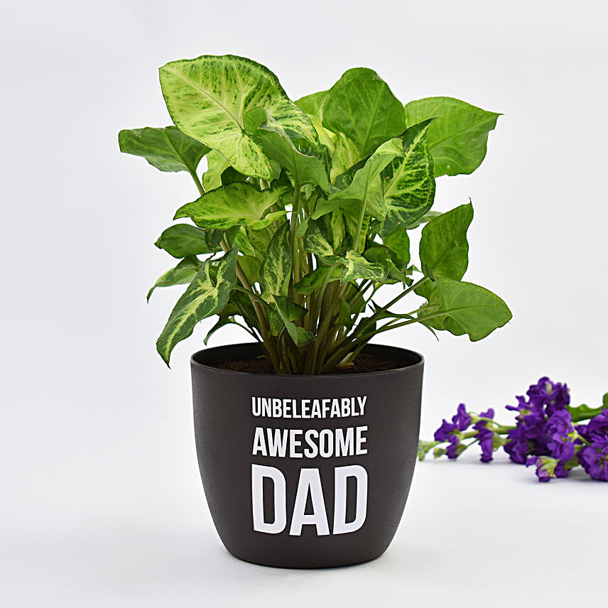Awesome Dad Syngonium Plant