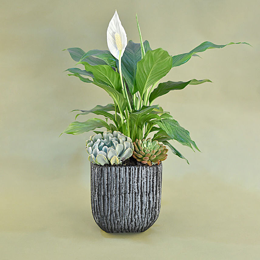 Classic Indoor Plants Pot