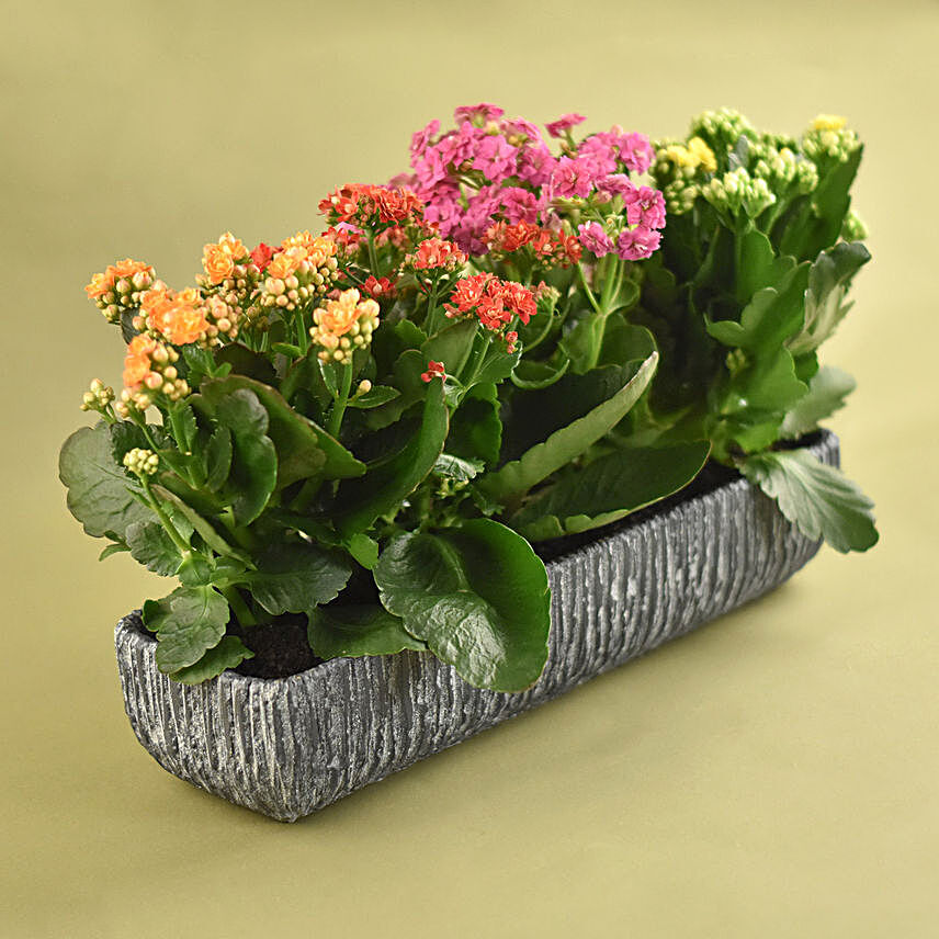 Colourful Kalanchoe Plant In Grey Vase