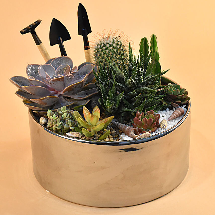 Mini Succulent Garden Container