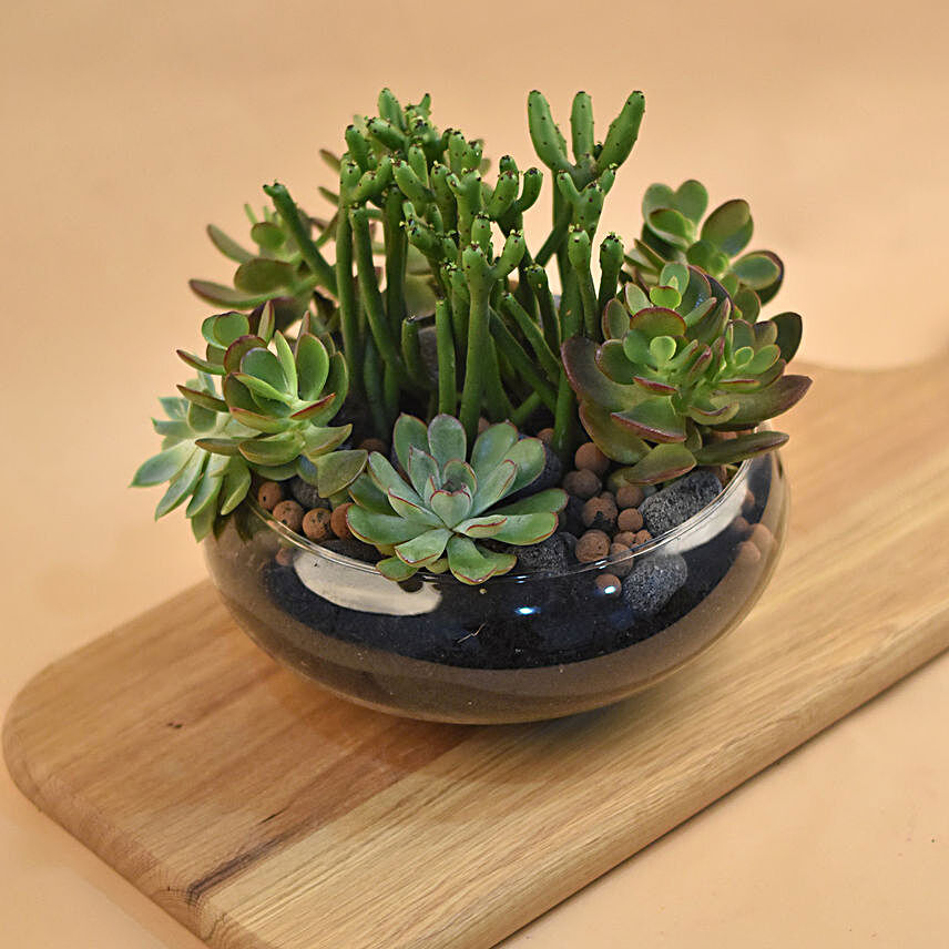 Succulents In Round Glass Vase:Plant Delivery in Singapore