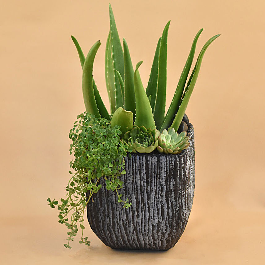 Aloe Vera & Echevieria Plant Vase