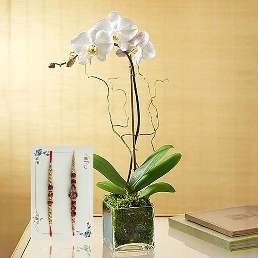 White Orchid Plant In Glass Vase With Rudraksha Rakhi Set