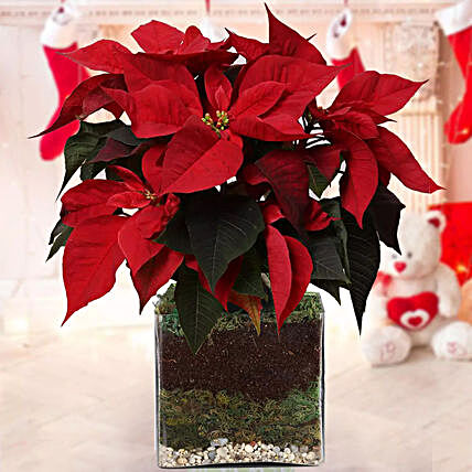 Poinsettia Plant:Send Corporate Gifts to Singapore