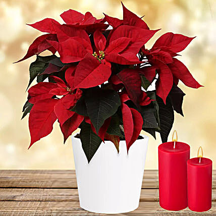 Special Poinsettia Plant:Corporate Gifts Singapore