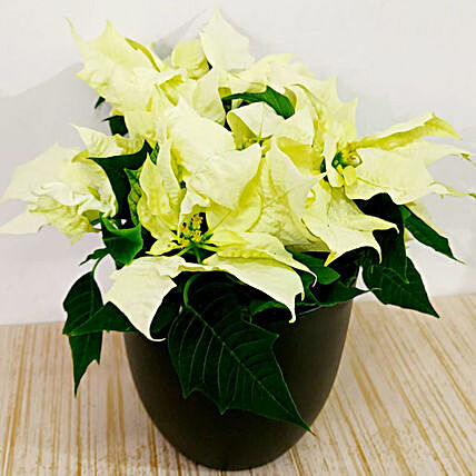 White Poinsettia Plant In Black Pot