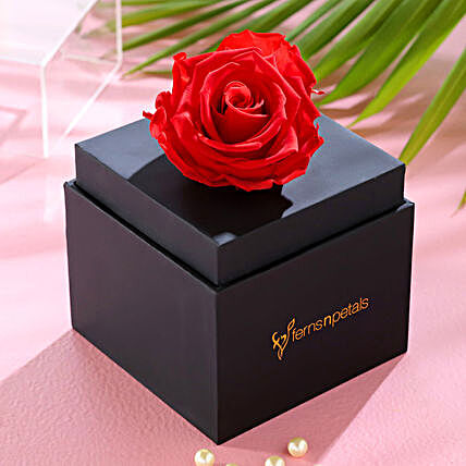 Single Forever Red Rose With Black Box for Valentines