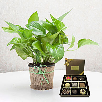 Green Money Plant with Happy Birthday Chocolate