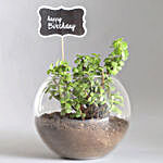Birthday Jade Plant
