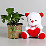 Beautiful Money Plant in Black Pot with Teddy Bear