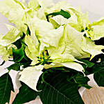 White Poinsettia Plant In White Pot