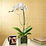 Personalised Black Magical Mug With White Orchid Plant