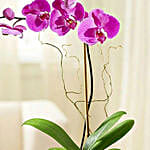 Purple Orchid with Ferrero Rocher