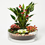 3 Fittonia & 1 Anthurium Plant In Platter Shape Planter