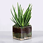 Aloe Vera Plant In Square Vase