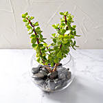 Jade Plant In Glass Bowl
