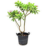 Plumeria Plant Pot