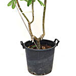 Plumeria Plant Pot