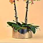 Dual Tone Phalaenopsis Plant