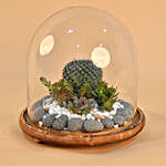 Succulent Plants Dome Glass Terrarium