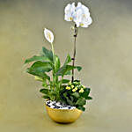 Flowering Plants In Golden Pot