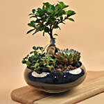 Mini Succulent Garden In Round Vase