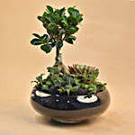 Mini Succulent Garden In Round Vase