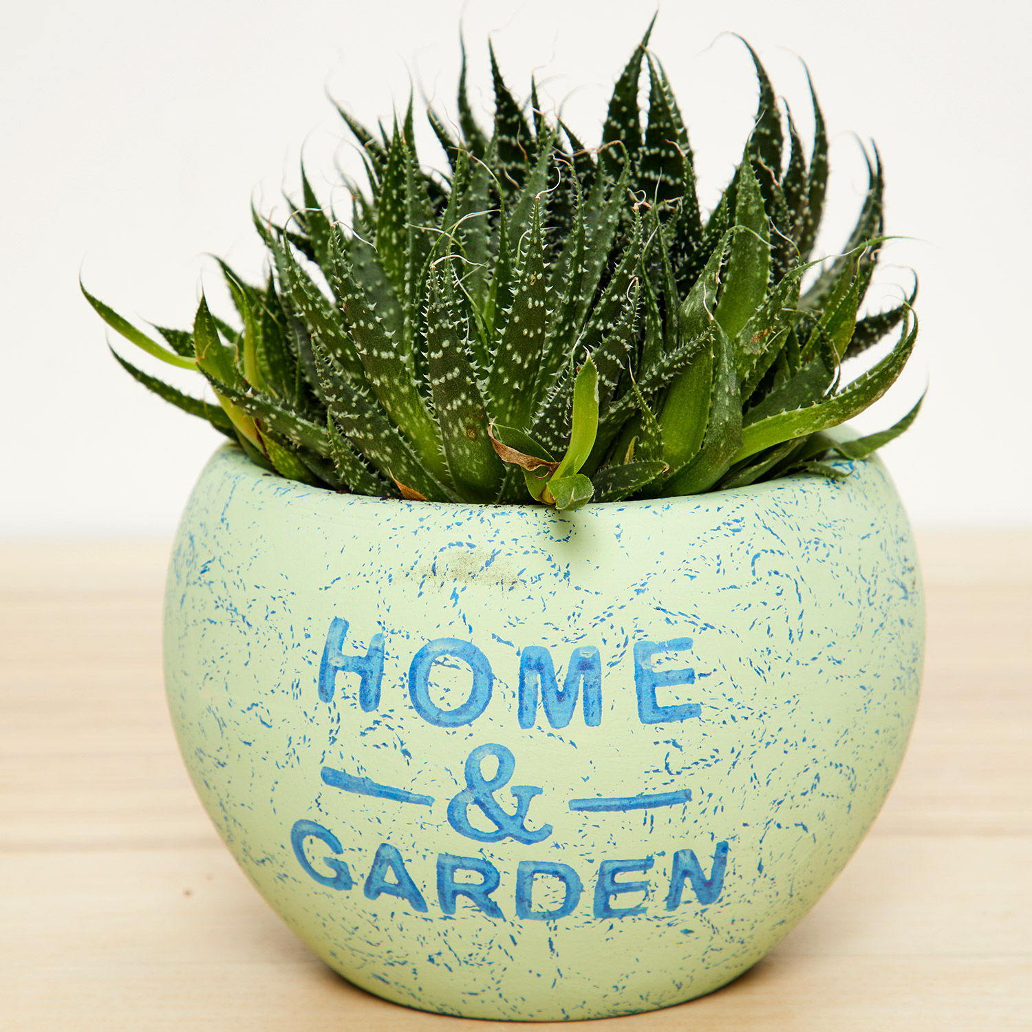 gaster-haworthia-plant_1.jpg