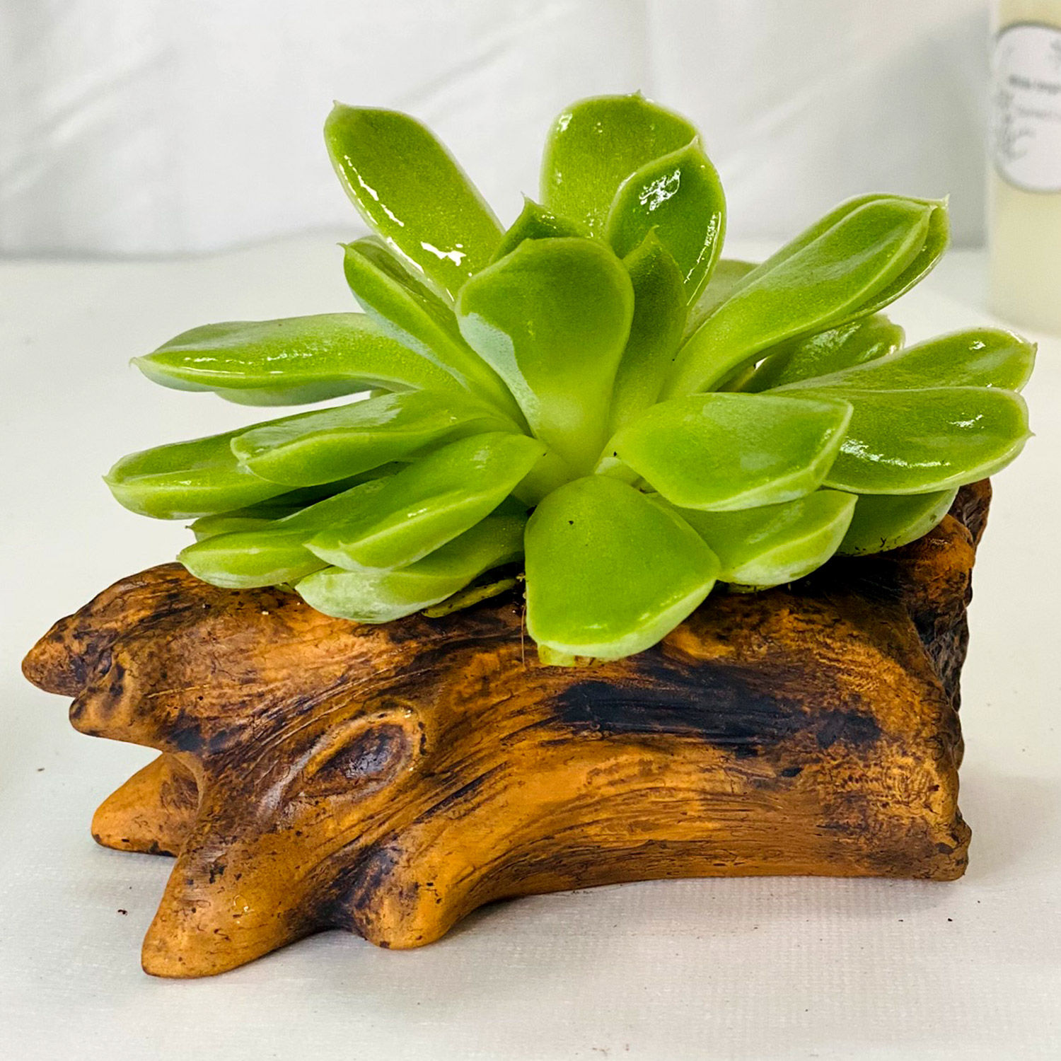 Echeveria Plant With Ceramic Pot singapore | Gift Echeveria Plant With Ceramic Pot- Ferns N Petals