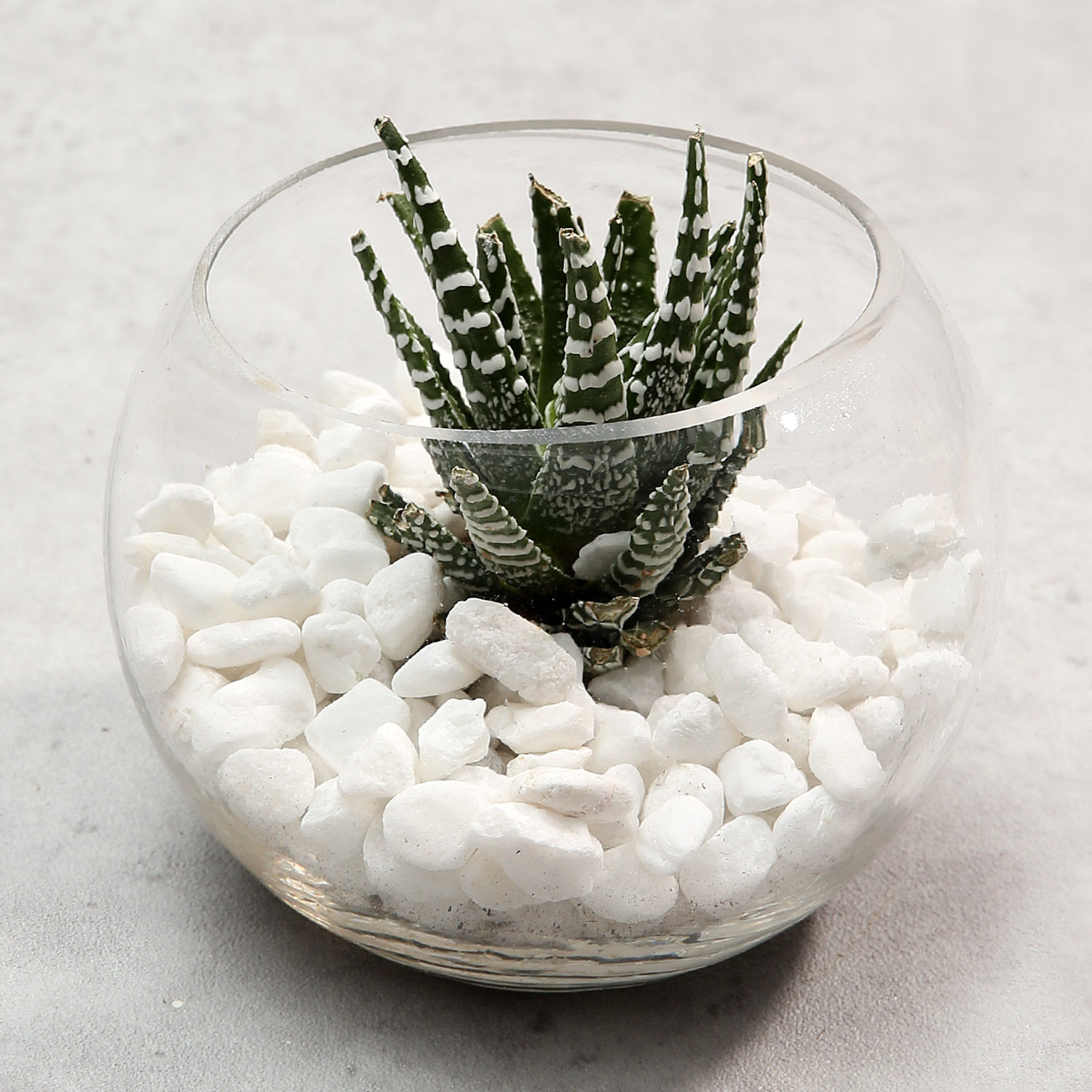 Haworthia in Fish Bowl singapore | Gift Haworthia in Fish Bowl- Ferns N Petals