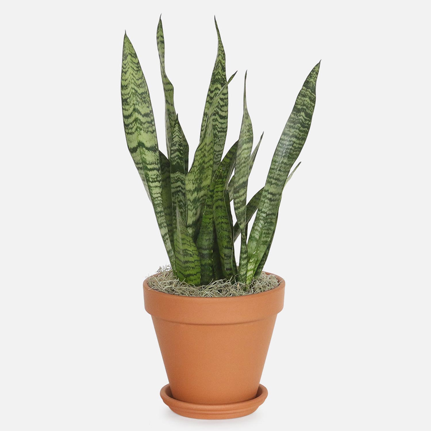 Air Purifying Snake Plant In Nursery Pot Singapore Gift Air Purifying Snake Plant In Nursery Pot Ferns N Petals