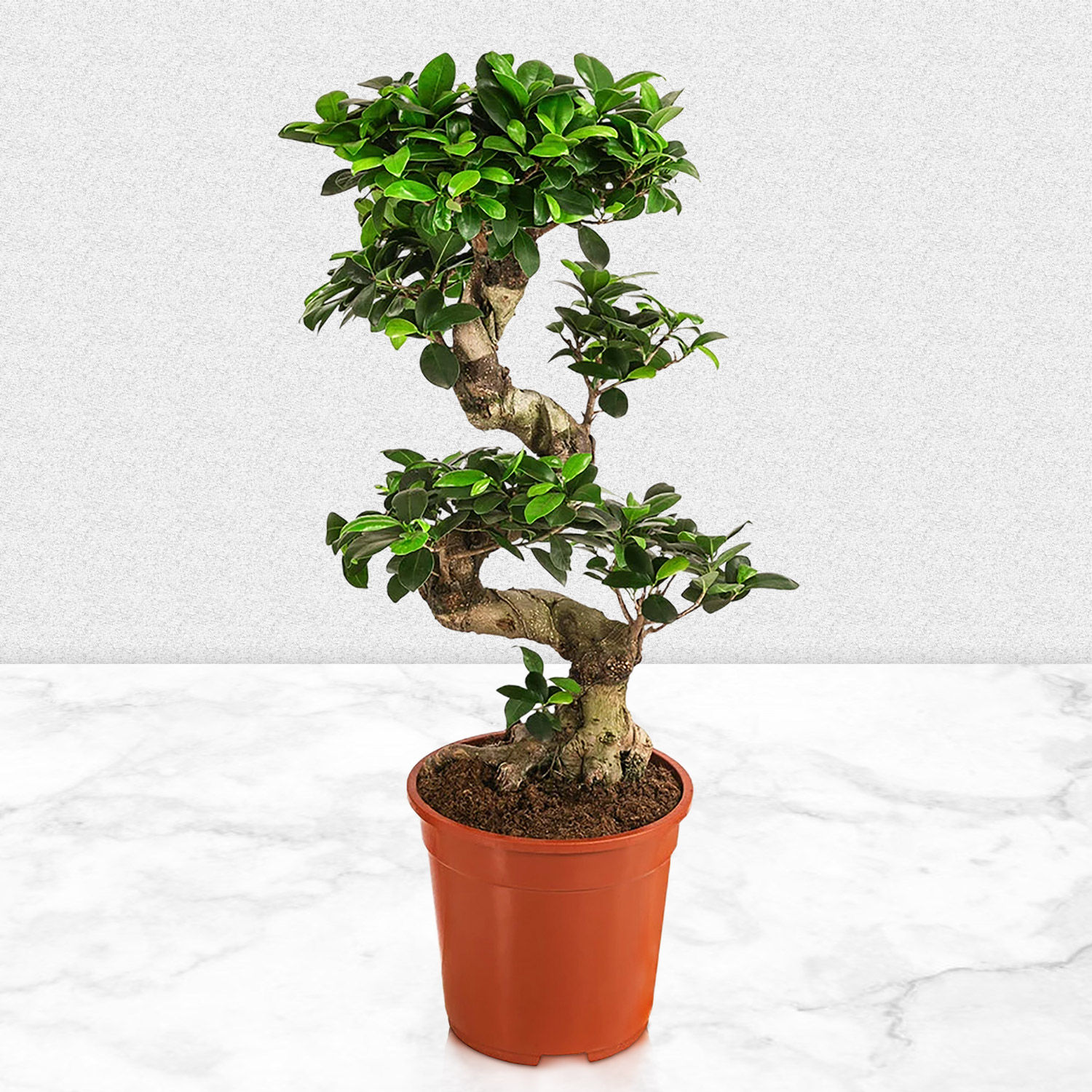 Raspberry Lychee Cake with Enchanting Bonsai Plant singapore | Gift  Raspberry Lychee Cake with Enchanting Bonsai Plant- FNP