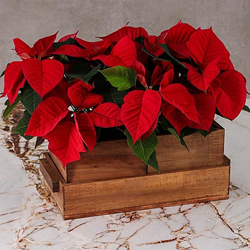 Wooden Crate Poinsettias:Corporate Hampers to South Africa