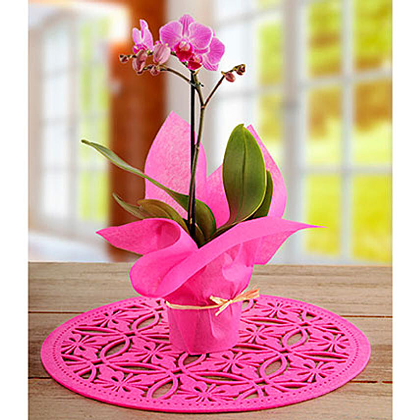 Elegant Pink Orchid