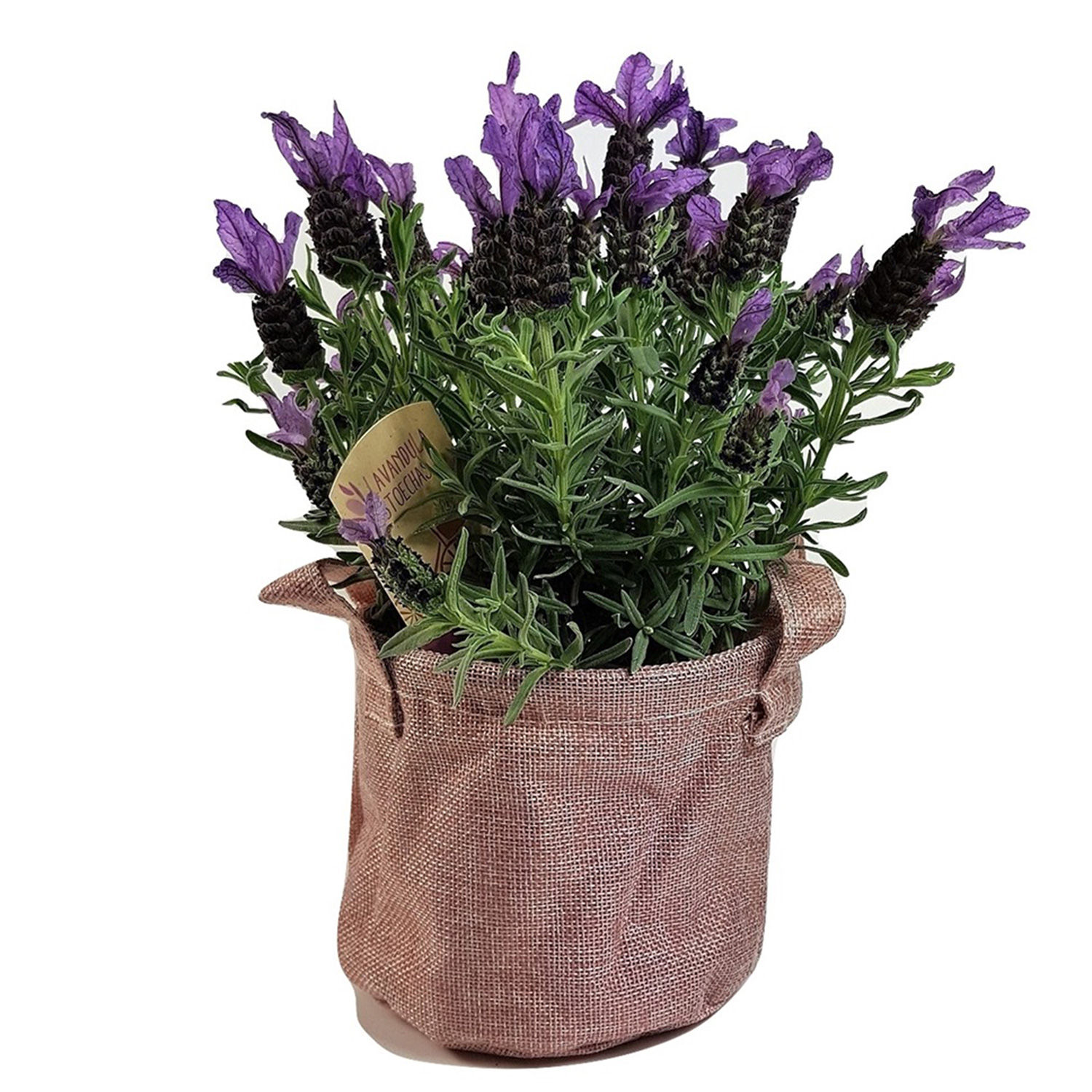 Lavender Plant switzerland | Gift Lavender Plant- FNP