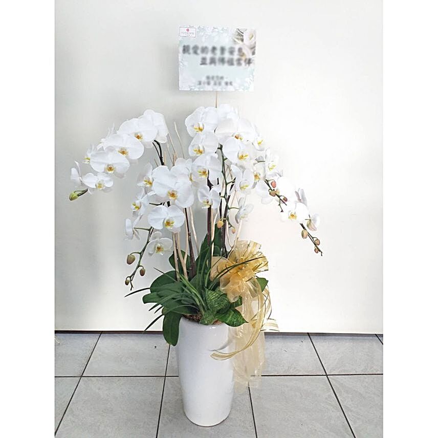 Serene White Phalaenopsis Pot Arrangement