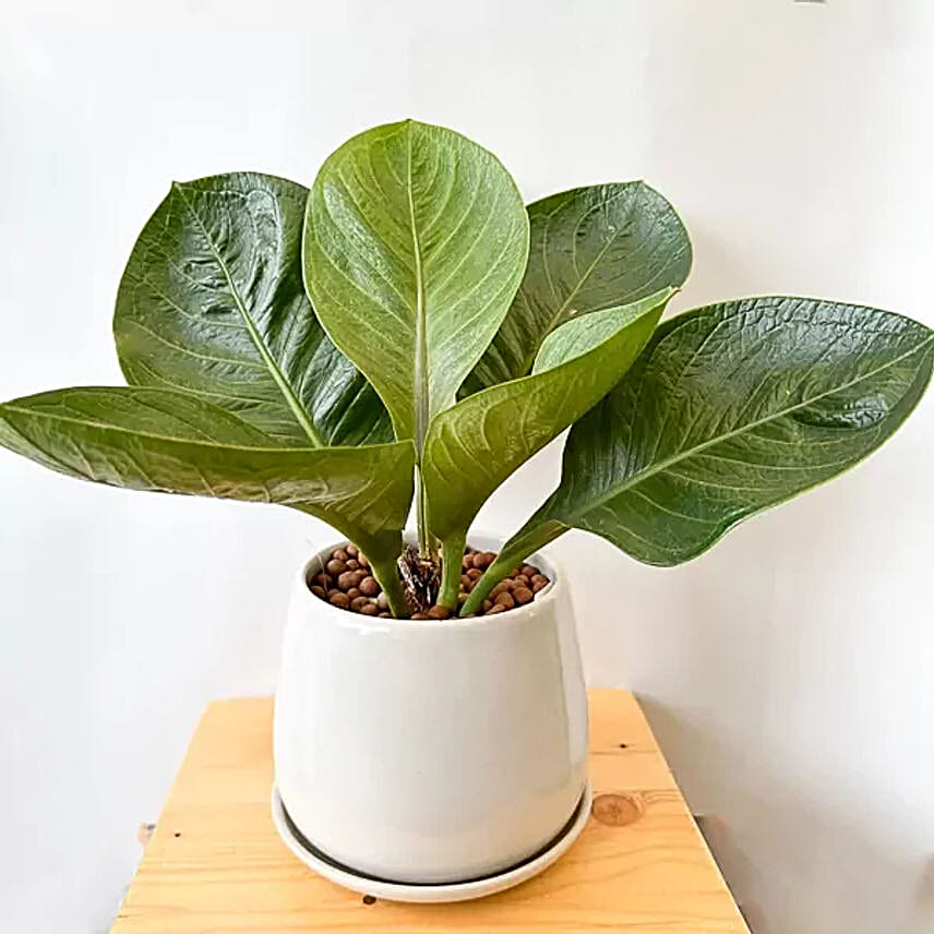 Anthurium Jenmanii Money Tree Indoor Plant