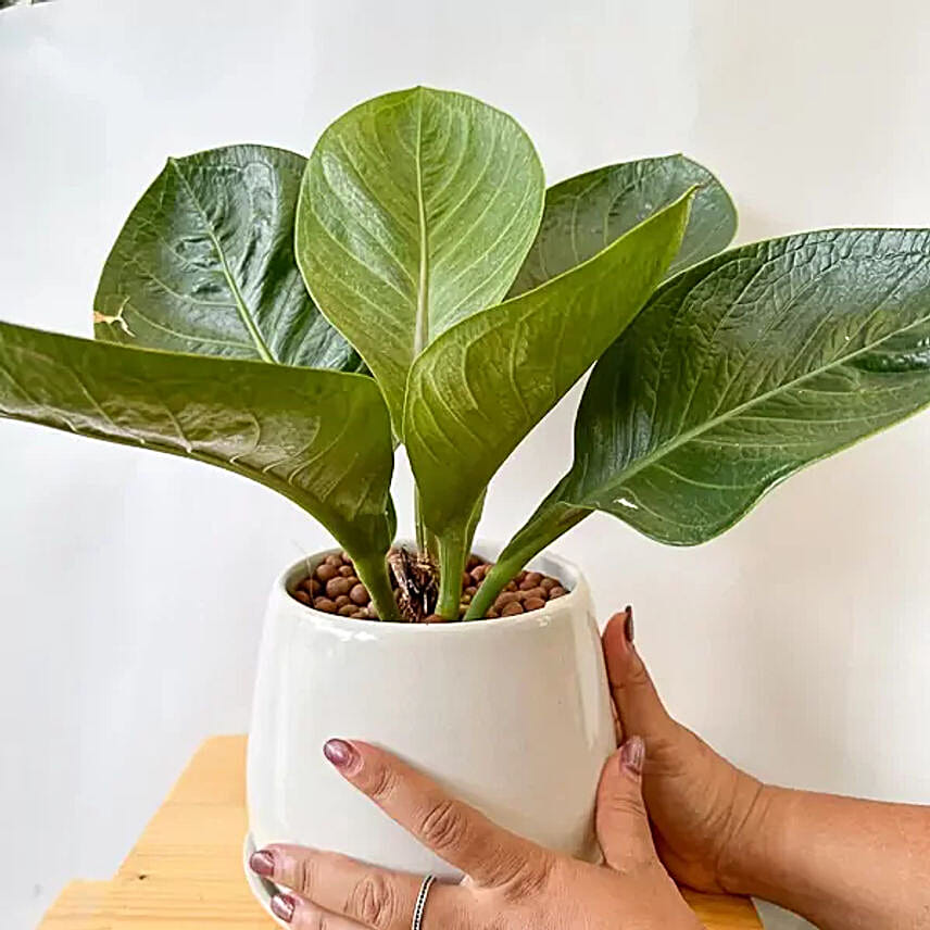 Anthurium Jenmanii Money Tree Indoor Plant