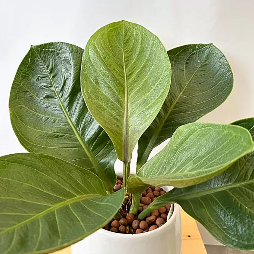 Anthurium Jenmanii Money Tree Indoor Plant