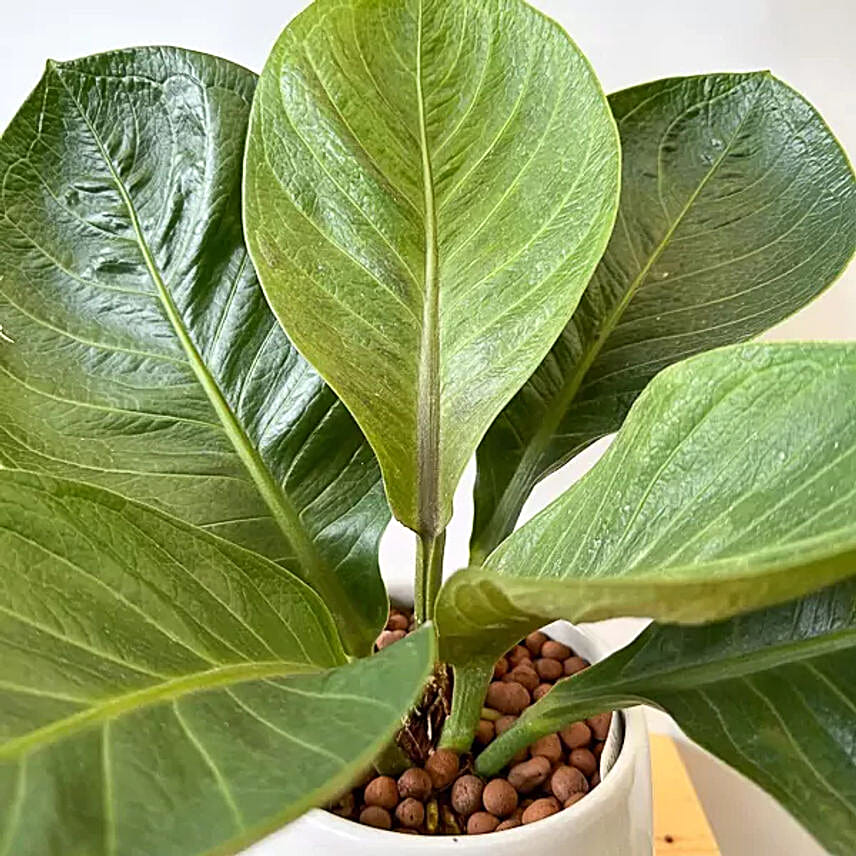 Anthurium Jenmanii Money Tree Indoor Plant