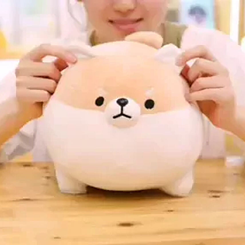 Chubby Shiba
