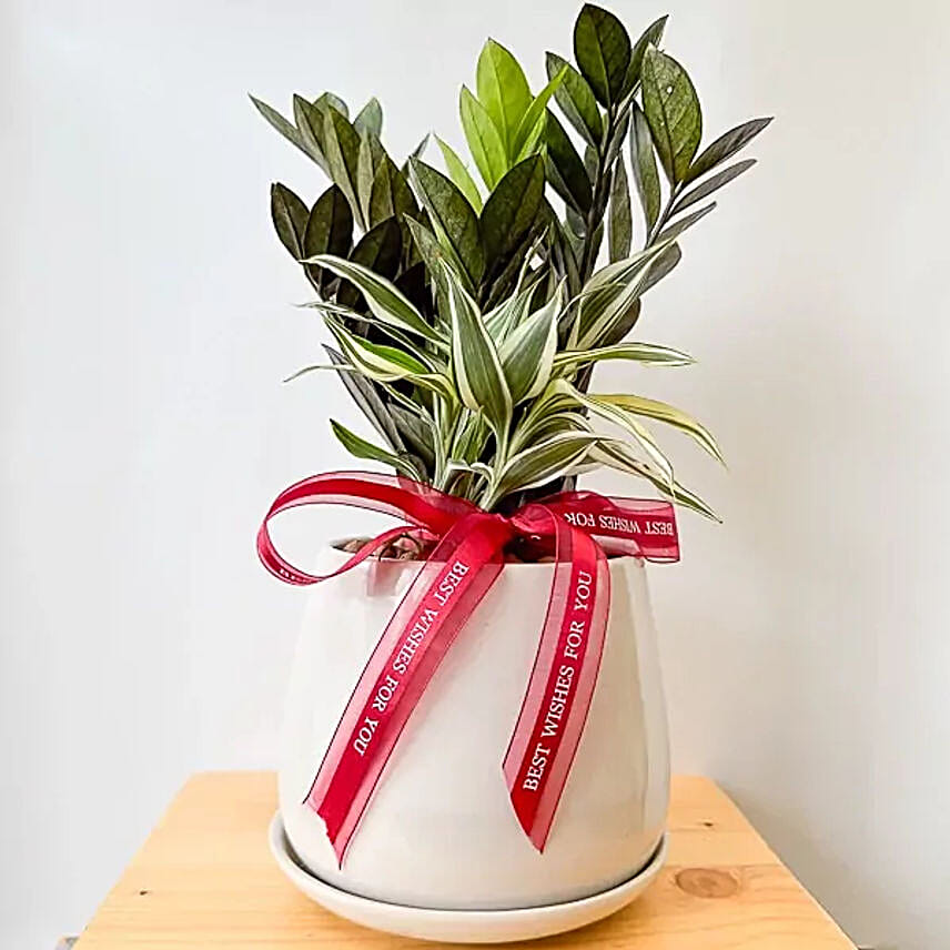 Indoor Houseplants Zanzibar Gem Air Purifier Plant