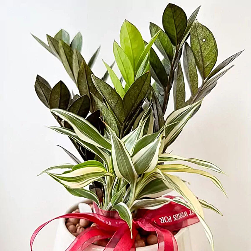 Indoor Houseplants Zanzibar Gem Air Purifier Plant